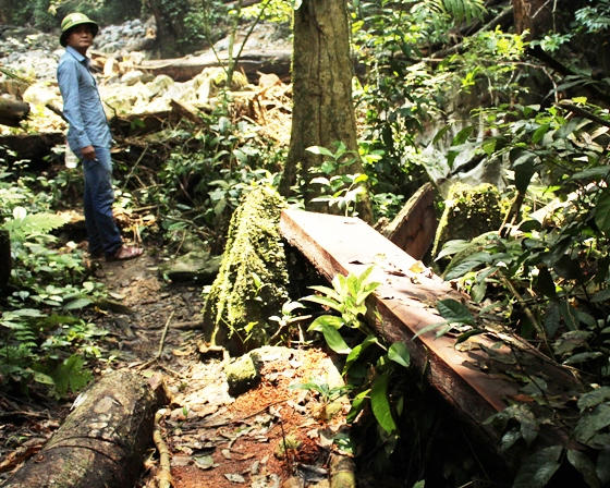 Xót xa nhìn rừng Hoá Sơn, Quảng Bình bị lâm tặc “đại phẫu”