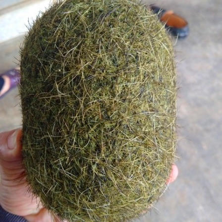 Quảng Bình: Vật nghi là 'trư cát' lợn được trải giá hàng trăm triệu