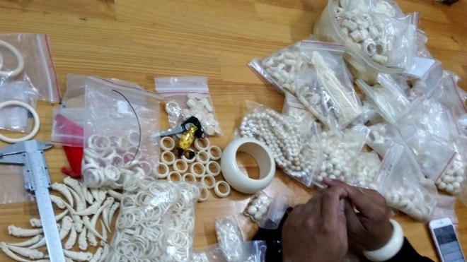 C74 bắt vụ buôn bán trái phép hơn 1.600 sản phẩm ngà voi