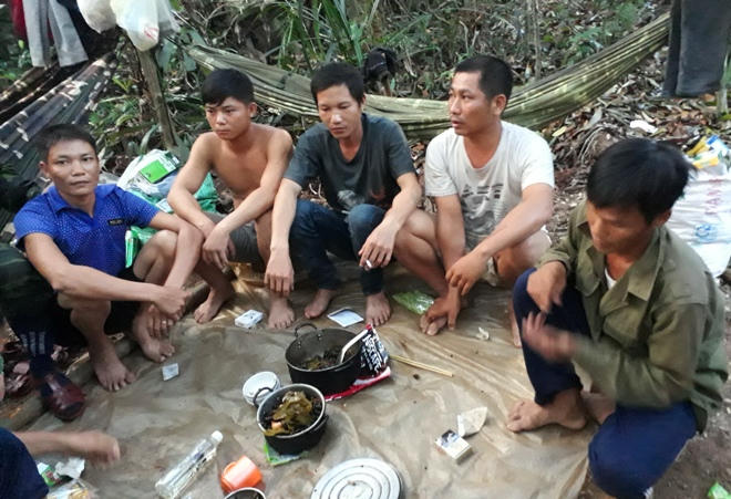 Xử lý hình sự 9 người đốn gỗ dổi lấy hạt trong rừng Phong Nha