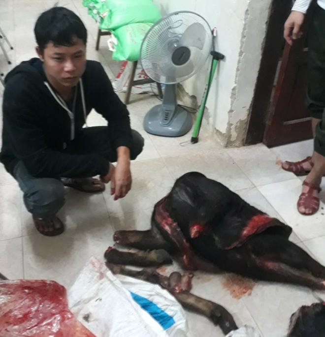 Khởi tố 2 thanh niên đánh bẫy sơn dương trong rừng di sản