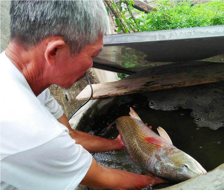 Ngư dân Quảng Bình bắt được cá nghi là sủ vàng quý hiếm