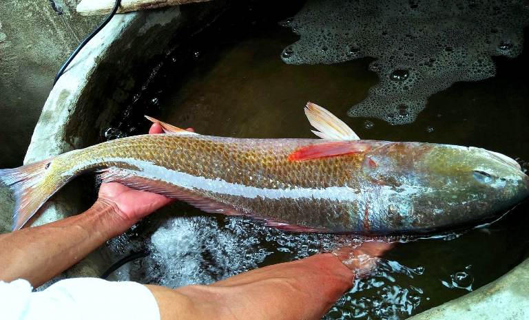 Ngư dân Quảng Bình bắt được cá nghi là sủ vàng quý hiếm