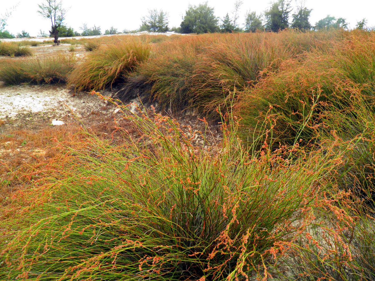 Quảng Bình: Huy động cả Công an, Quân đội, dân quân dập cháy hàng chục hecta rừng 