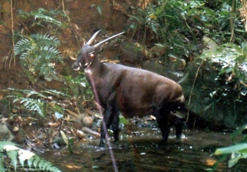 Bất ngờ xuất hiện động vật vô cùng quý hiếm nguy cơ tuyệt chủng