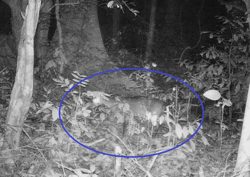 Bất ngờ xuất hiện động vật vô cùng quý hiếm nguy cơ tuyệt chủng