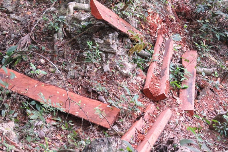 Báo động 'lâm tặc' tàn phá rừng gỗ mun trong Vườn di sản Phong Nha