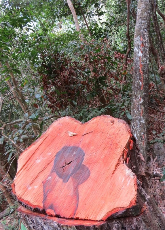 Báo động 'lâm tặc' tàn phá rừng gỗ mun trong Vườn di sản Phong Nha