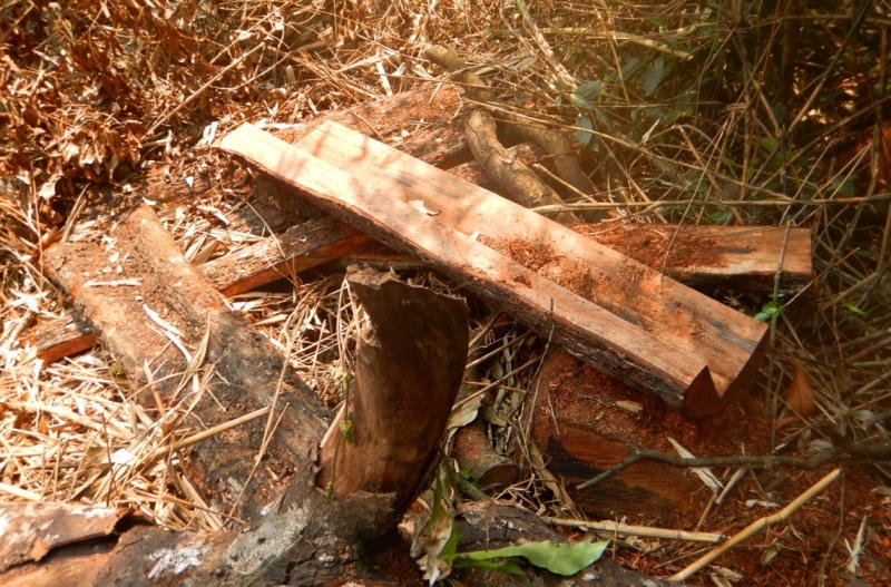 Báo động 'lâm tặc' tàn phá rừng gỗ mun trong Vườn di sản Phong Nha