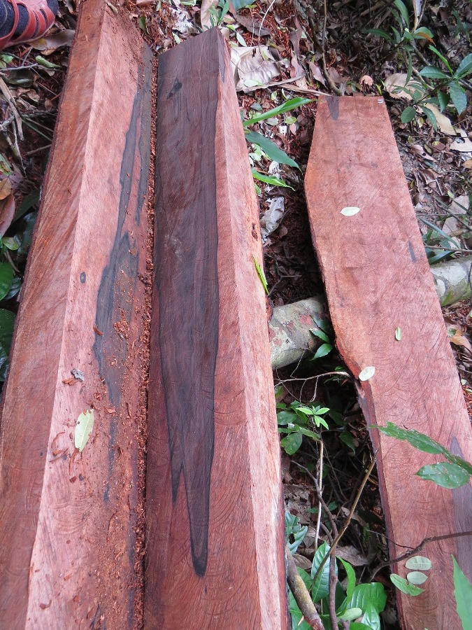 Bí thư Tỉnh ủy Quảng Bình chỉ đạo xử lý nghiêm vụ phá rừng gỗ mun trong Vườn di sản Phong Nha