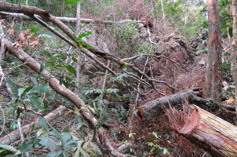 Ai chủ mưu, tiếp tay 'lâm tặc' phá rừng gỗ mun trong Vườn Di sản Phong Nha?