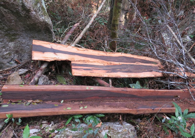 Ai chủ mưu, tiếp tay 'lâm tặc' phá rừng gỗ mun trong Vườn Di sản Phong Nha?