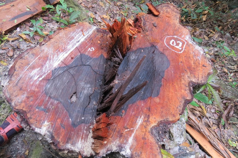 Vụ phá rừng gỗ mun Phong Nha: Không khó tìm ra thủ phạm?