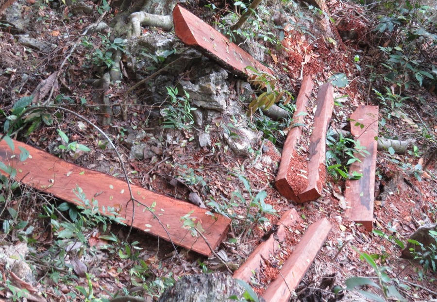 Khởi tố vụ án phá rừng nghiêm trọng trong Vườn Di sản Phong Nha