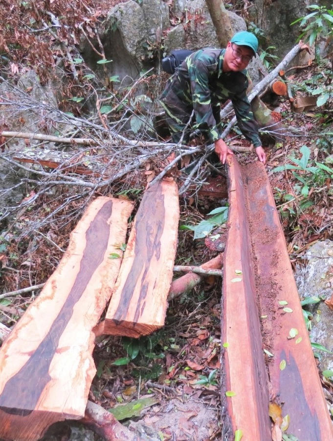 Vụ phá rừng gỗ mun di sản Phong Nha: Khởi tố thêm 6 đối tượng