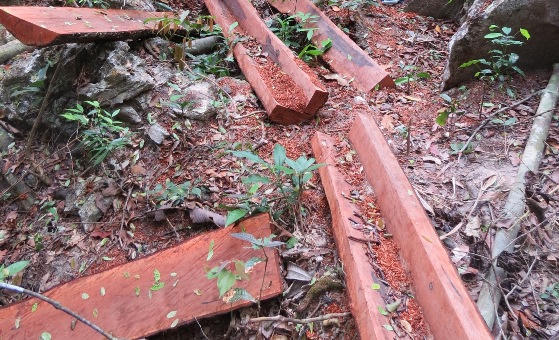 Bắt giam nhóm đối tượng phá rừng gỗ mun trong Vườn di sản Phong Nha