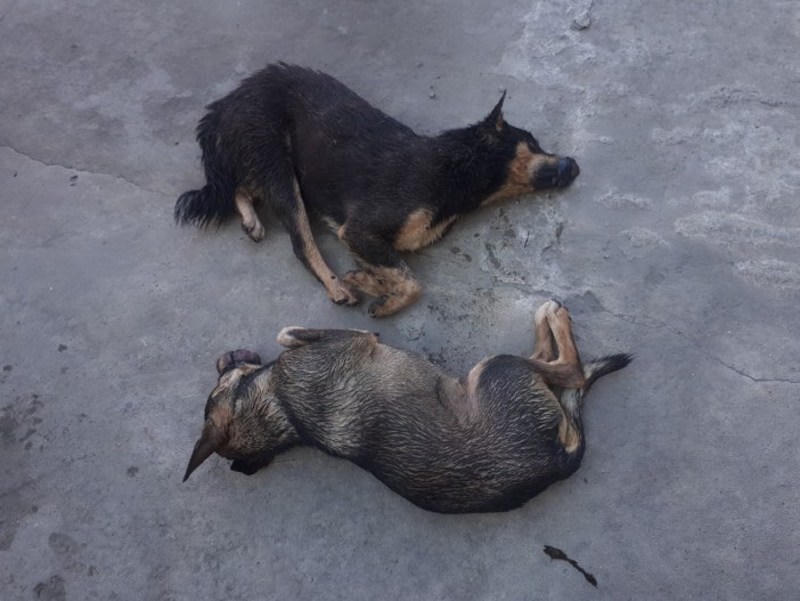 Mang súng điện đi trộm chó lúc nửa đêm, 2 “cẩu tặc” bị bắt giữ