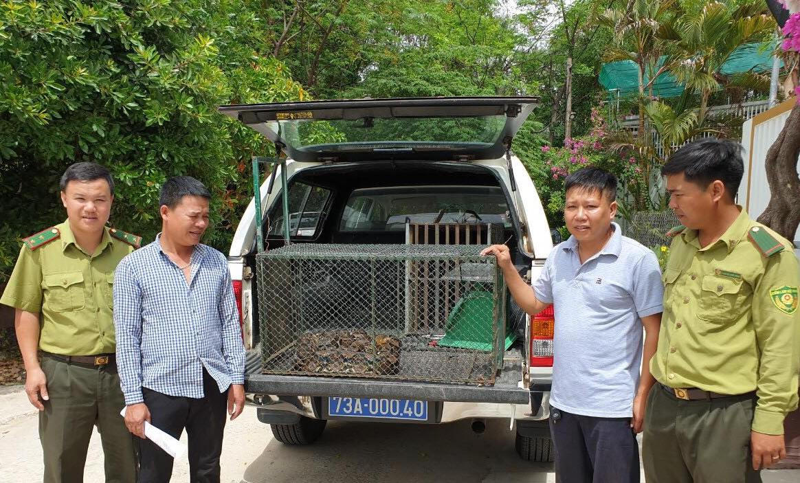 Trăn gấm quý hiếm dài 4m bò vào khu dân cư giữa thành phố để săn gà