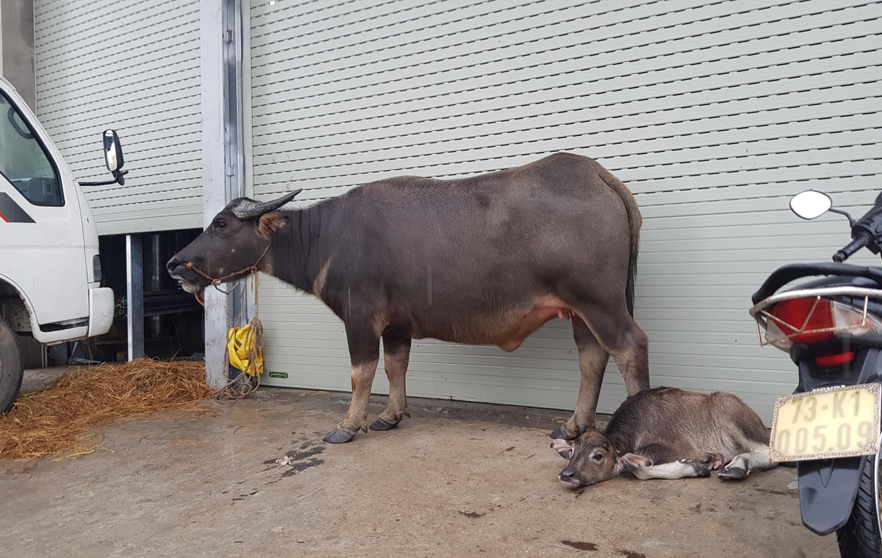 Lũ dâng ngập hàng nghìn nhà dân, thuyền công tác của cán bộ lật giữa sông Gianh