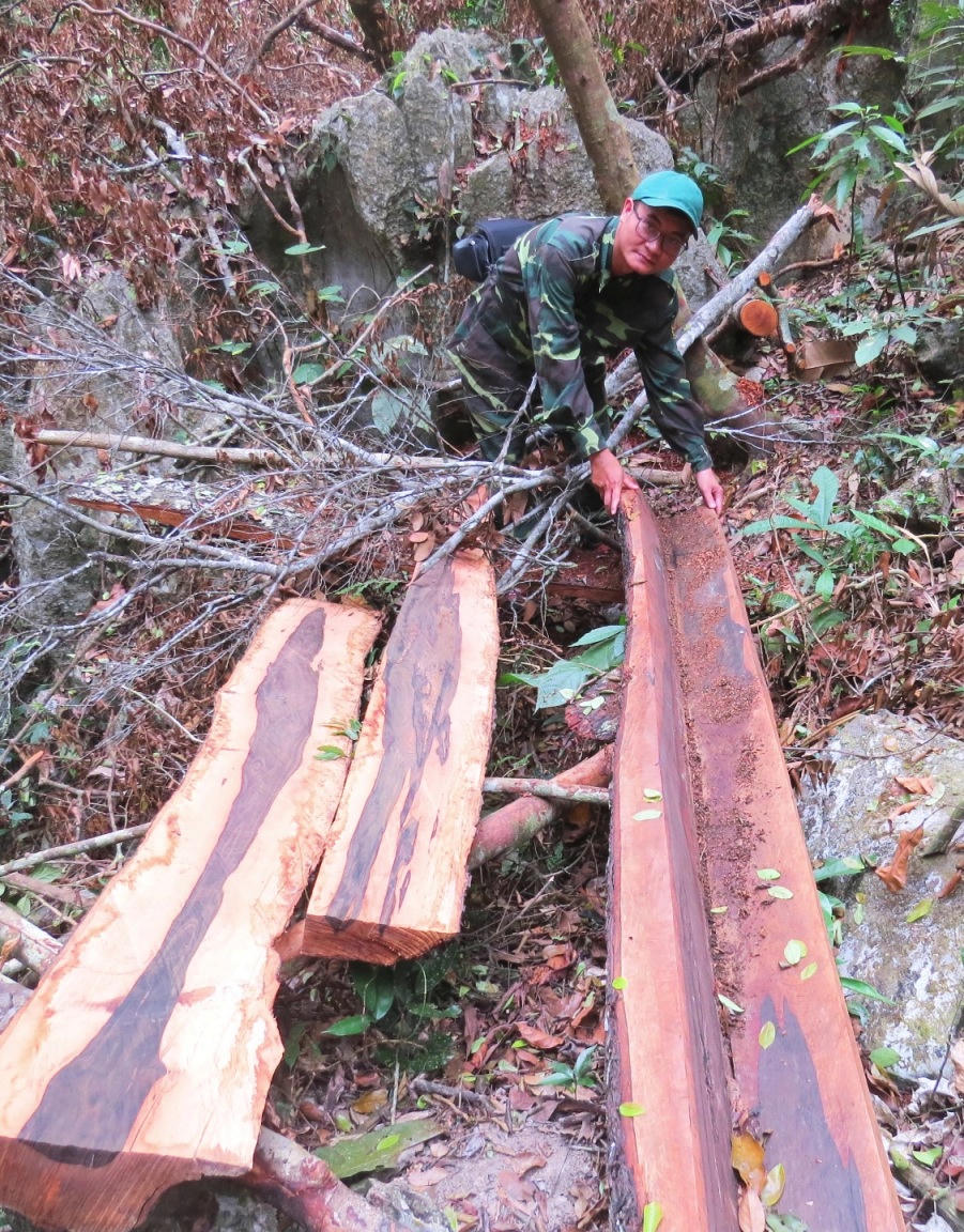 Vu phá rừng gỗ mun rừng Di sản Phong Nha: Kỷ luật Đồn trưởng và 6 sĩ quan Biên phòng