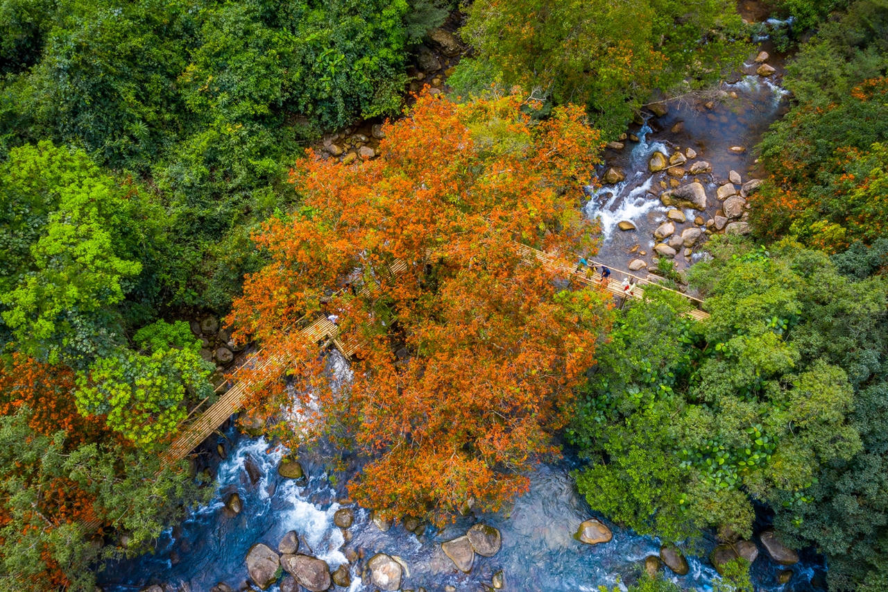 Hoa Vàng Anh khoe sắc bên suối Mọoc giữa rừng Di sản Phong Nha