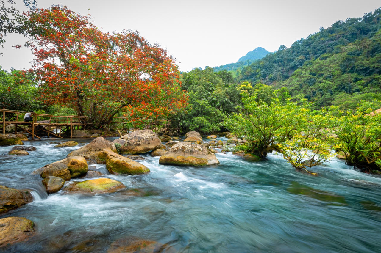 Hoa Vàng Anh khoe sắc bên suối Mọoc giữa rừng Di sản Phong Nha