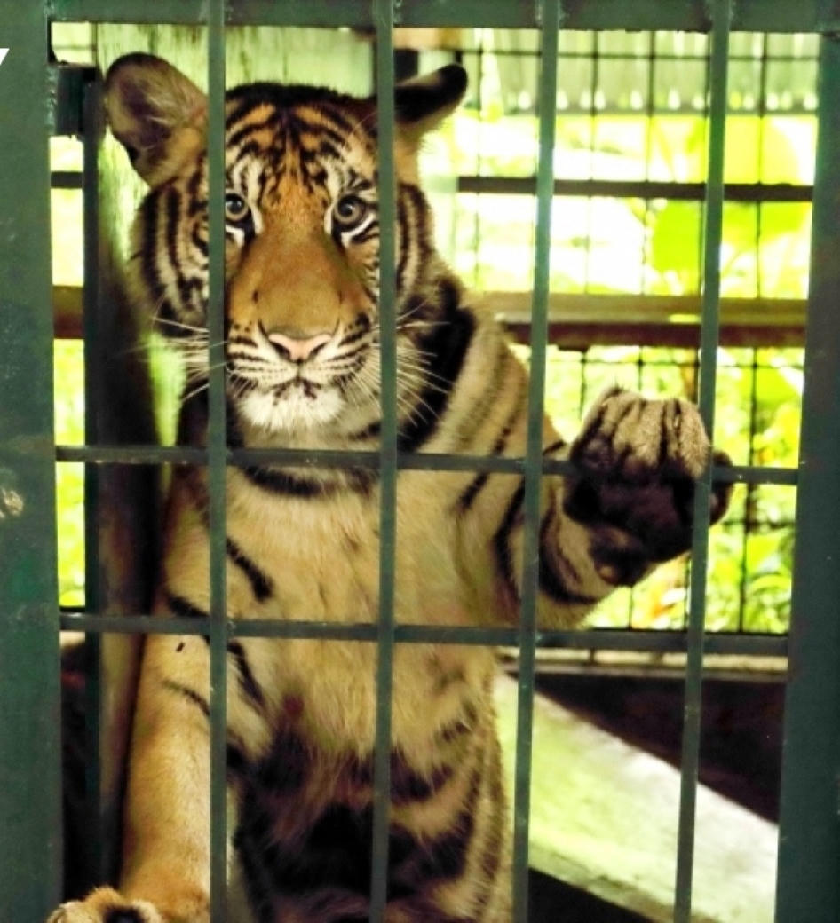 Để rừng xanh mãi bình yên