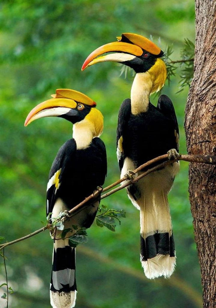 Lần đầu thả Hồng hoàng về rừng và chuyện ấn tượng về loài chim yêu lãng mạn nhất thế giới 