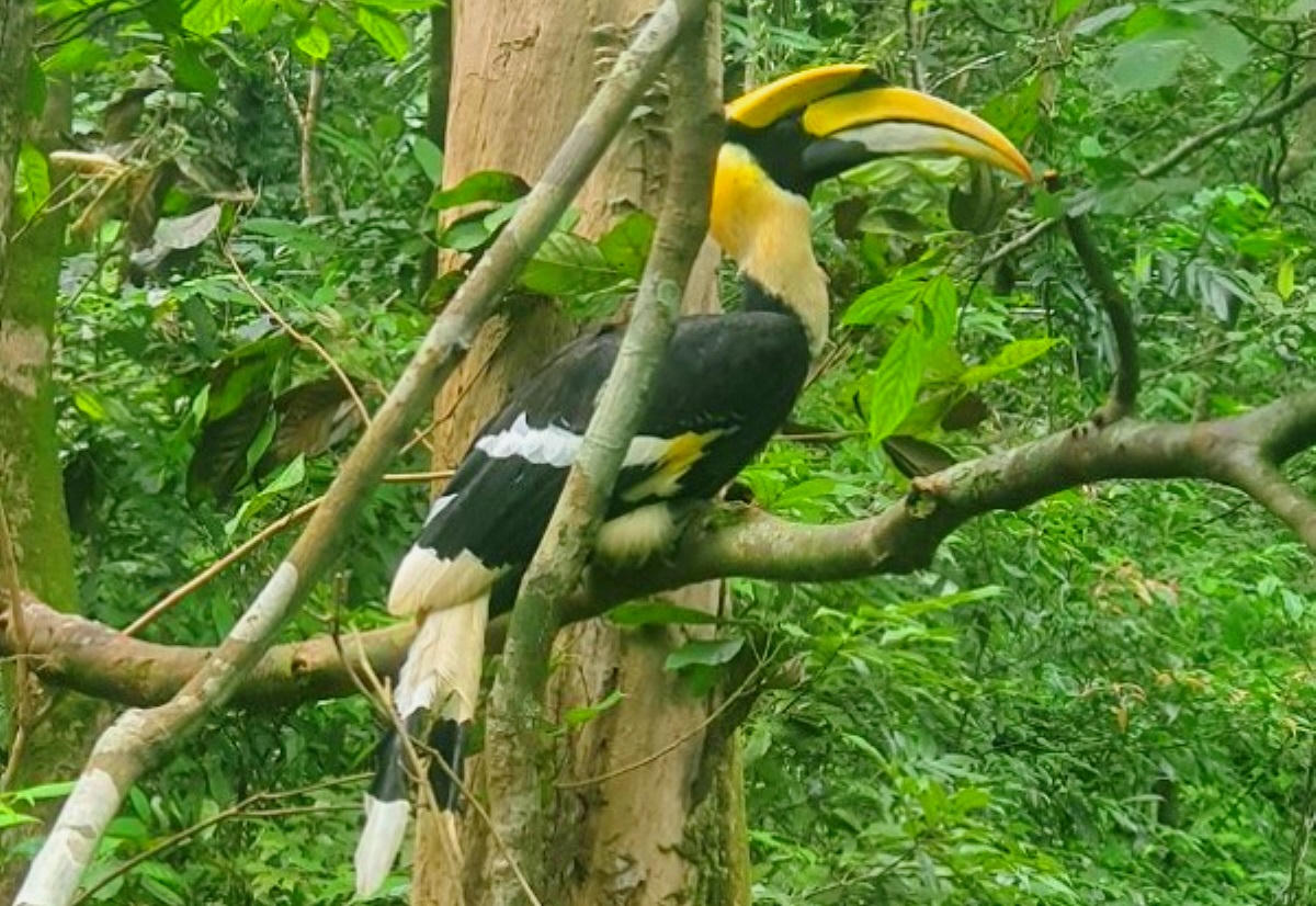 Lần đầu thả Hồng hoàng về rừng và chuyện ấn tượng về loài chim yêu lãng mạn nhất thế giới 