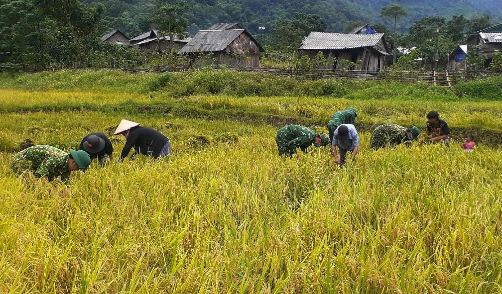 Quảng Bình 'gặt' mùa vàng thắm thiết tình quân - dân