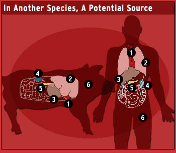 Có thể sử dụng thận heo cho người