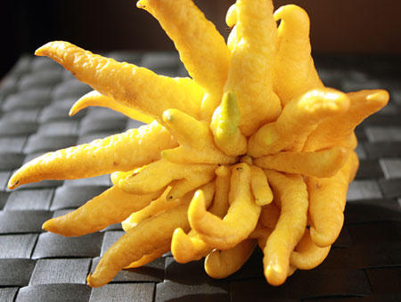 Giấc mơ phật thủ