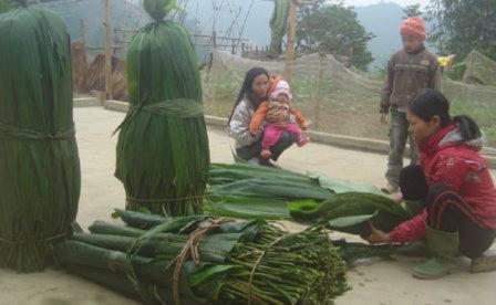 Mùa đi hái lá dong rừng 