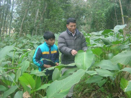 Mùa đi hái lá dong rừng 