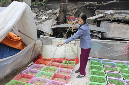 Xóm chạy thận ươm mầm rau nuôi hy vọng