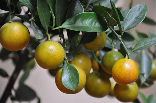 Giải rượu, giải nóng ngày Tết