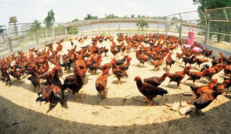 Gà chín cựa bước ra từ truyền thuyết