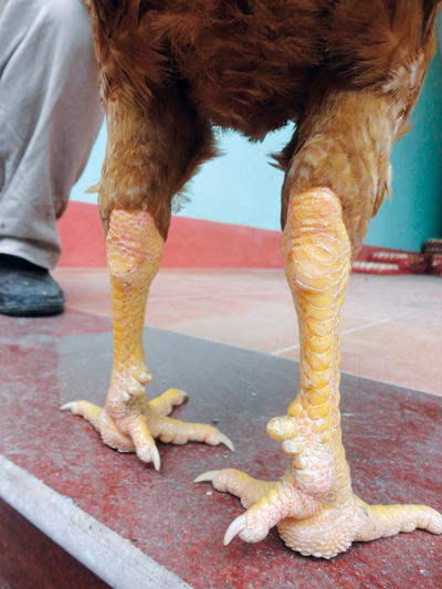 Gà chín cựa bước ra từ truyền thuyết