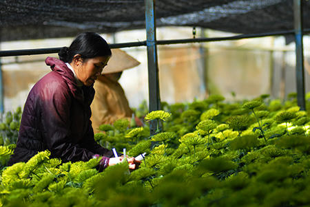 Đón Xuân trên cánh đồng hoa