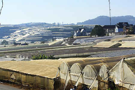 Đón Xuân trên cánh đồng hoa