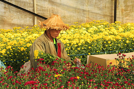 Đón Xuân trên cánh đồng hoa