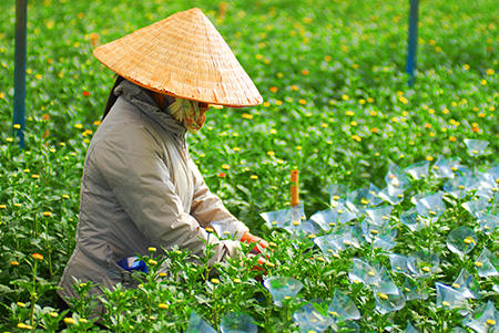 Đón Xuân trên cánh đồng hoa