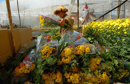 Đón Xuân trên cánh đồng hoa