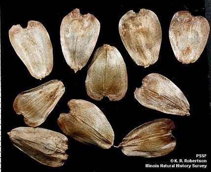 5 giả thuyết thú vị về nguồn gốc trái tim Valentine