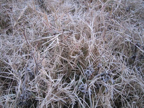 Miền Bắc đảo lộn vì rét đậm