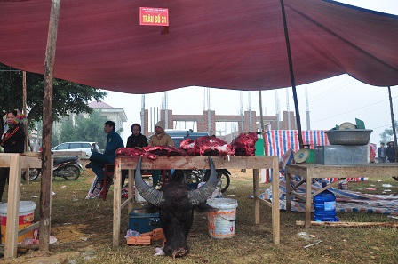 Đi xem lễ hội chọi trâu cổ nhất Việt Nam 