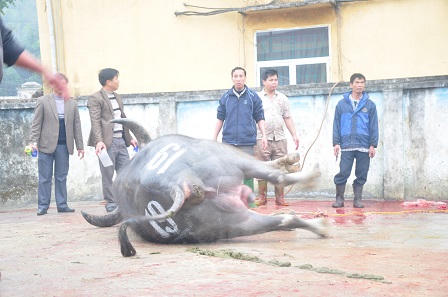 Đi xem lễ hội chọi trâu cổ nhất Việt Nam 