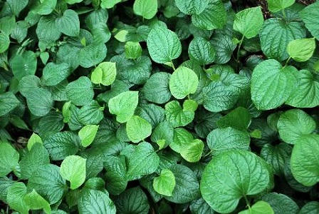 6 bài thuốc dân gian chữa đau xương khớp ngày lạnh