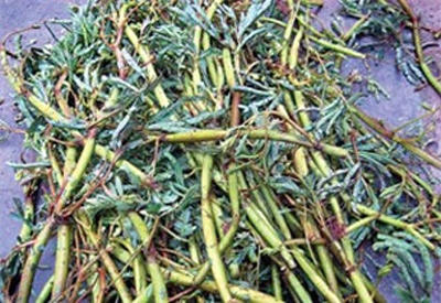 Kinh hoàng rau ngâm chất thải bồn cầu, nấm không rõ nguồn gốc