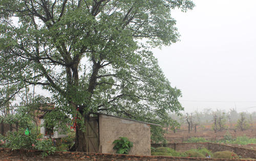 Ông chủ vườn đào và 501 xác chết trôi sông